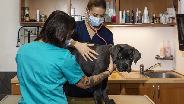 Consultation d'un chien